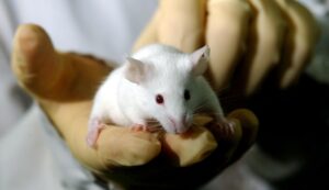 epa-ran-‘cruel’-experiments-on-animals-–-washington-examiner