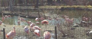 zoo-animals-drop-dead-from-bird-flu-in-back-to-back-days