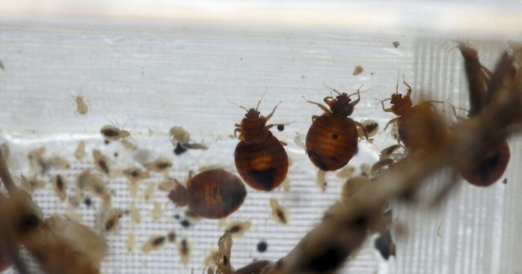 france-combating-bedbug-infestation-ahead-of-2024-olympics
