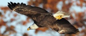 epic-video-of-man-saving-bald-eagle-will-have-you-feeling-like-a-proud-american