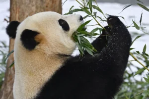 giant-pandas-return-for-public-viewing-in-dc-–-washington-examiner