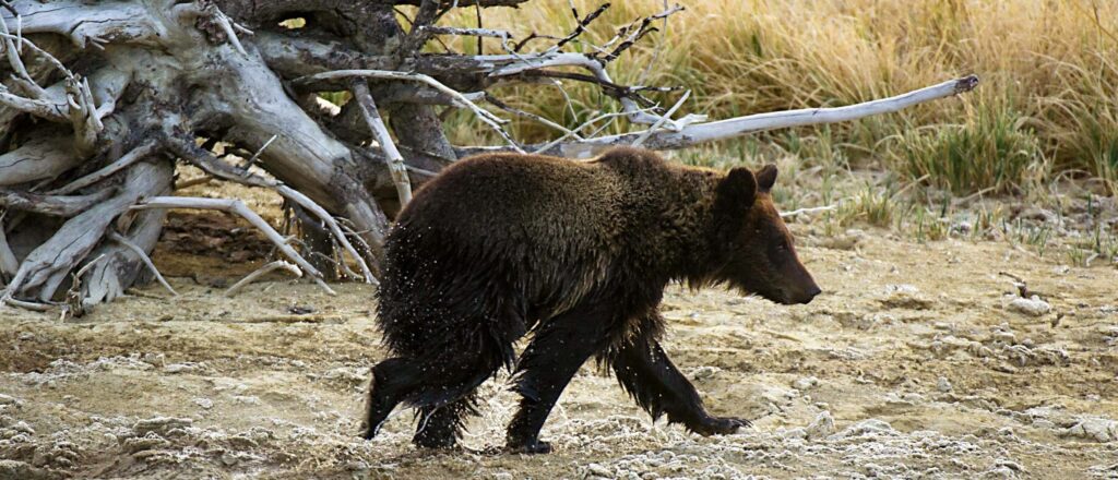 montana-bear-attack-leaves-73-year-old-woman-hospitalized-as-husband-springs-into-action-to-save-her