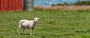 report:-oklahoma-man-feeding-his-sheep-dies-from-atv