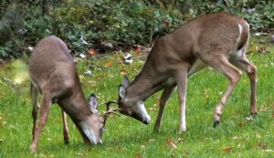 discovery-of-deer-disease-puts-$1.6-billion-hunting-industry-on-alert-–-washington-examiner