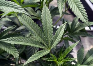 new-study-links-marijuana-use-with-reduced-brain-activity-and-poor-memory-–-washington-examiner