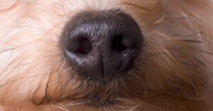 a-nose-computer-interface-could-turn-dogs-into-super-detectors
