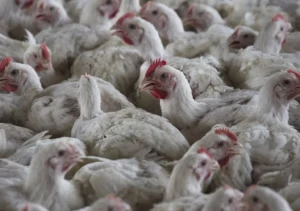 usda-to-rehire-recently-fired-staff-working-on-bird-flu-outbreak