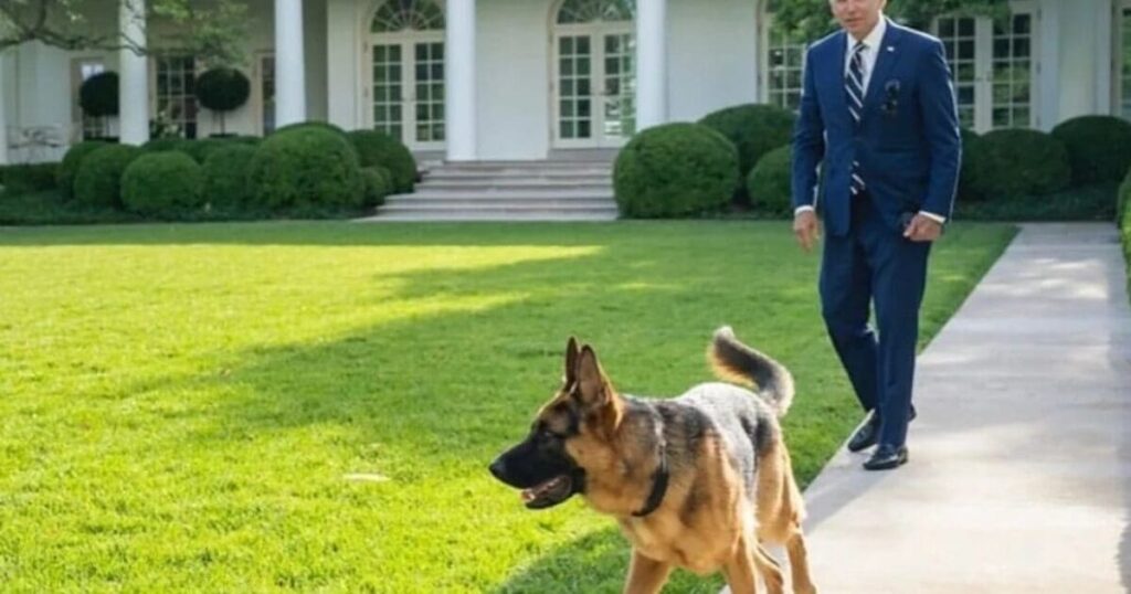 biden’s-dog-commander-caught-on-film-biting-white-house-staffer:-report-|-the-gateway-pundit-|-by-kristinn-taylor