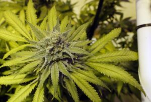 new-hampshire-revisits-plan-to-legalize-cannabis-–-washington-examiner