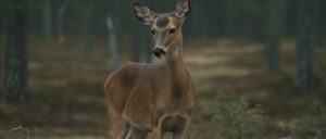 report:-pennsylvanian-authorities-take-away-beloved-pet-deer,-arrest-owner-for-trying-to-resist