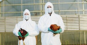 the-us-may-start-vaccinating-chickens-against-bird-flu