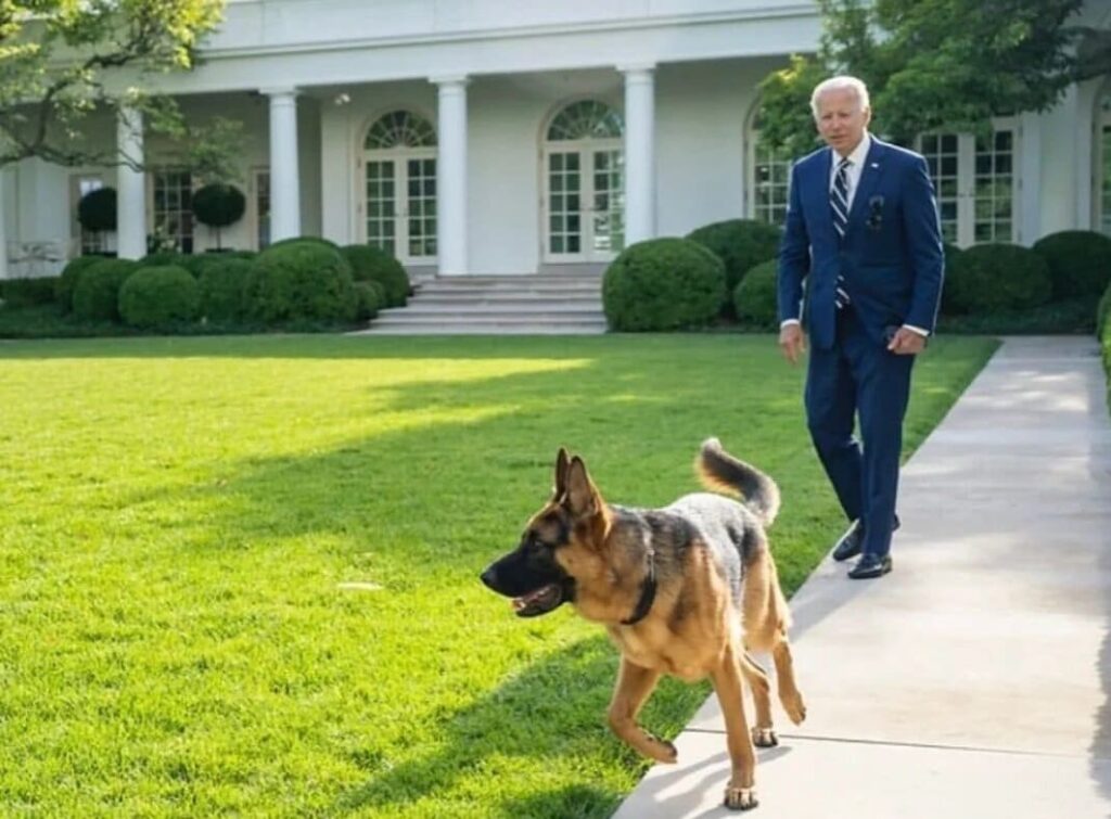 breaking:-biden’s-dog-‘commander’-removed-from-white-house-following-multiple-biting-incidents-|-the-gateway-pundit-|-by-mike-lachance