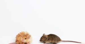 scientists-just-created-a-‘woolly-mouse’-with-mammoth-like-fur