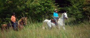 viral-video-appears-to-show-woman-yanking-horse’s-tail.-police-make-arrest