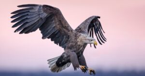 airplanes-of-the-future-could-be-fitted-with-feather-like-flaps