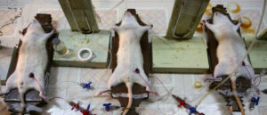 cnn-steps-on-a-rake-after-‘fact-checking’-trump’s-‘transgender-mice’-funding-claim