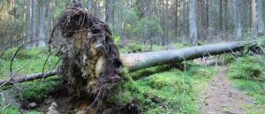 video-captures-shocking-near-miss-as-tree-falls-on-city-street