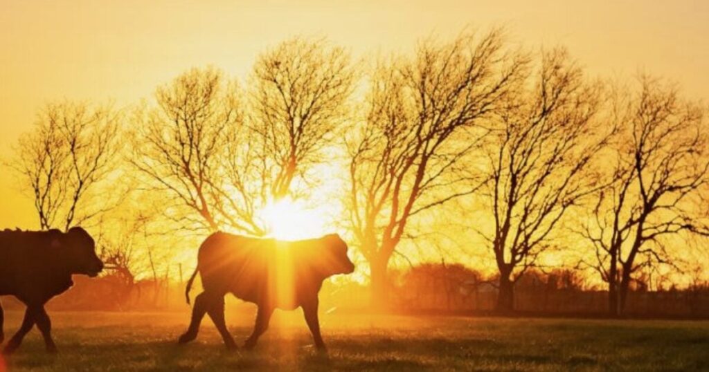 the-freeze-dried-beef-industry-is-exploding-—-here’s-why-|-the-gateway-pundit-|-by-promoted-post