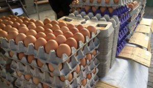 trump’s-doj-launches-investigation-into-soaring-egg-prices-|-the-gateway-pundit-|-by-jim-hᴏft