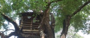 report:-city-forcing-‘simpsons’-producer-to-tear-down-iconic-treehouse-after-years-of-battles