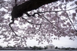 2025-dc-cherry-blossom-festival:-ultimate-guide-–-washington-examiner