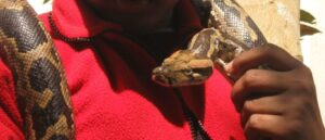 video-shows-alleged-thieves-use-pythons-to-steal-cannabis-oil-from-tennessee-gas-station