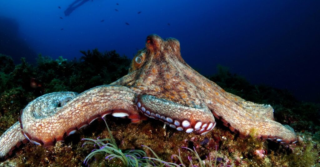 what-do-we-owe-the-octopus?