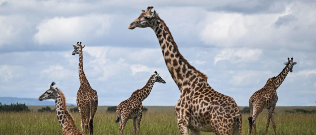 us-customs-seizes-giraffe-feces-woman-reportedly-wanted-to-make-jewelry-with