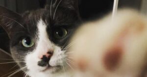 how-to-protect-your-cats-(and-backyard-chickens)-from-bird-flu