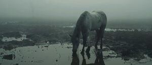 pregnant-horse-crosses-pennsylvania-road-and-gets-hit-by-suv,-leaving-two-of-three-survivors