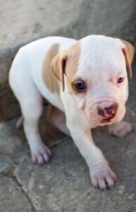 arizona-humane-society-ceo-fears-animal-cruelty-bill’s-demise-–-washington-examiner