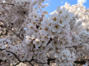 how-long-will-cherry-blossom-peak-bloom-last?