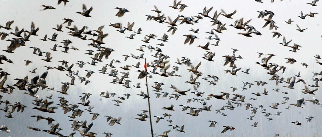 nearly-1,000-birds-dead-after-crashing-into-exhibition-hall-windows