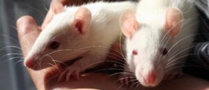 ex-nih-leader-repeats-denial-that-‘transgender-mice’-experiments-ever-happened
