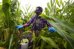 trump-will-‘work-with-farmers’-to-return-deported-migrants-legally