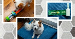 the-best-dog-accessories-to-enrich-your-pup’s-life