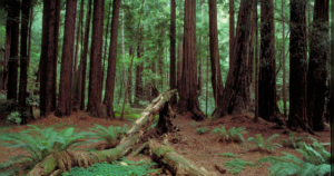 ways-out-of-california’s-forest-of-problems-(part-2-of-2)-|-the-gateway-pundit-|-by-guest-contributor