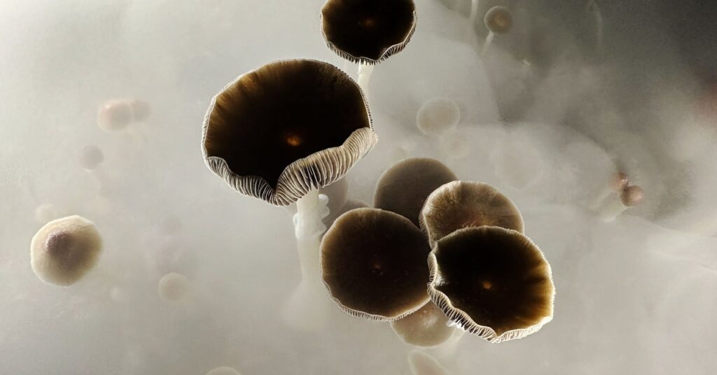 california-nixes-a-bill-to-decriminalize-plant-based-psychedelics