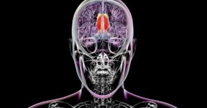 scientists-think-they’ve-found-the-region-of-the-brain-that-regulates-conscious-perception