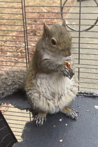ny-planned-to-decapitate-‘peanut’-even-before-the-‘squirrel-raid’-–-washington-examiner