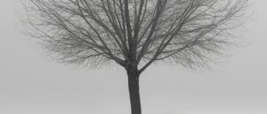 virginia-woman-killed-while-gardening-on-easter-sunday