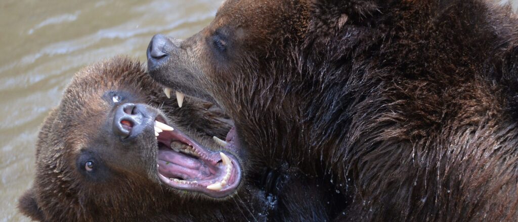 republicans-urge-biden-admin-not-to-release-hordes-of-grizzly-bears-into-washington-community