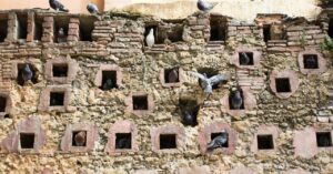 why-pigeons-at-rest-are-at-the-center-of-complexity-theory