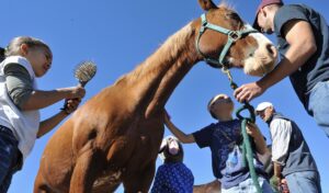 scientists-cooking-up-‘super-horses’-in-a-lab,-first-five-already-alive-and-stabled