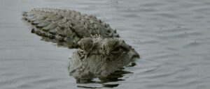 woman-tragically-killed-in-alligator-attack