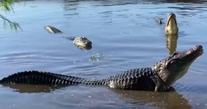 woman-in-canoe-passes-over-hidden-alligator,-pays-with-her-life