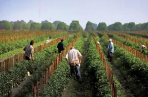 past-is-prologue:-immigrant-crackdowns-lead-to-labor-shortages