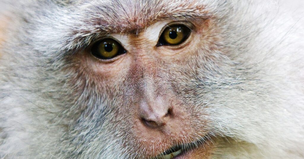 a-monkey-got-a-new-kidney-from-a-pig—and-lived-for-2-years