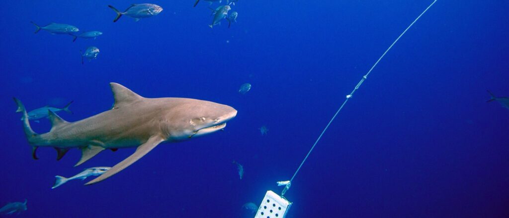 report:-no-jail-time-for-florida-man-caught-on-video-allegedly-beating-shark-with-hammer