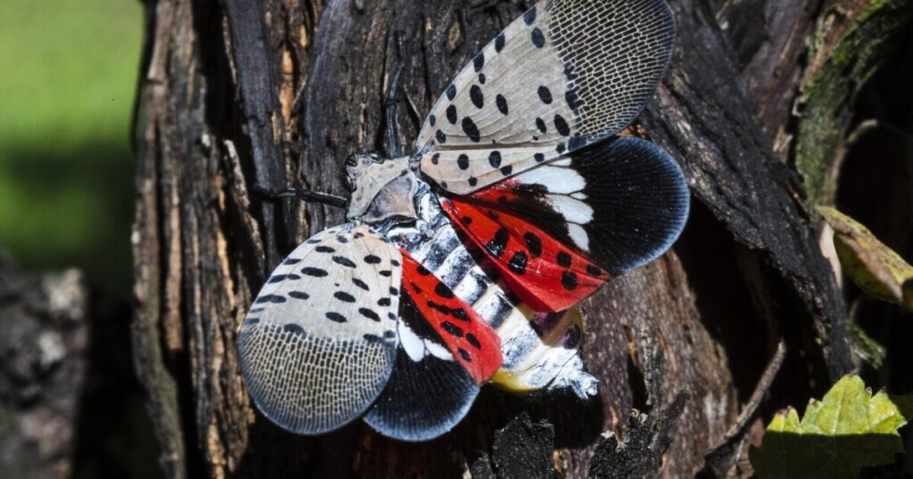 asian-invasion:-spotted-lanternfly-threatens-wine-vines